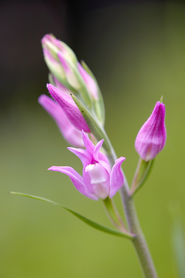 Rotes WaldvÃ¶glein (Cephalanthera rubra)