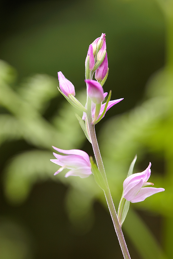 Rotes WaldvÃ¶glein (Cephalanthera rubra)