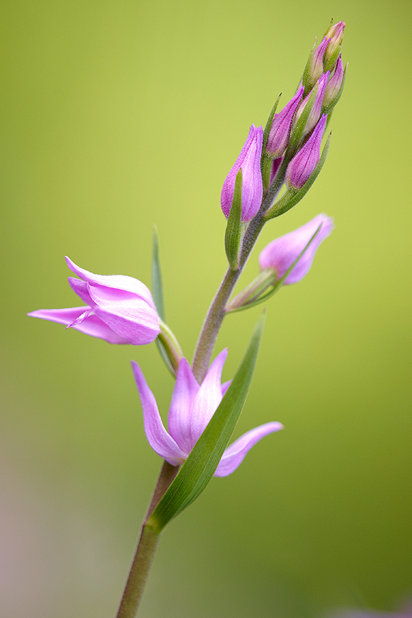 Rotes WaldvÃ¶glein (Cephalanthera rubra)