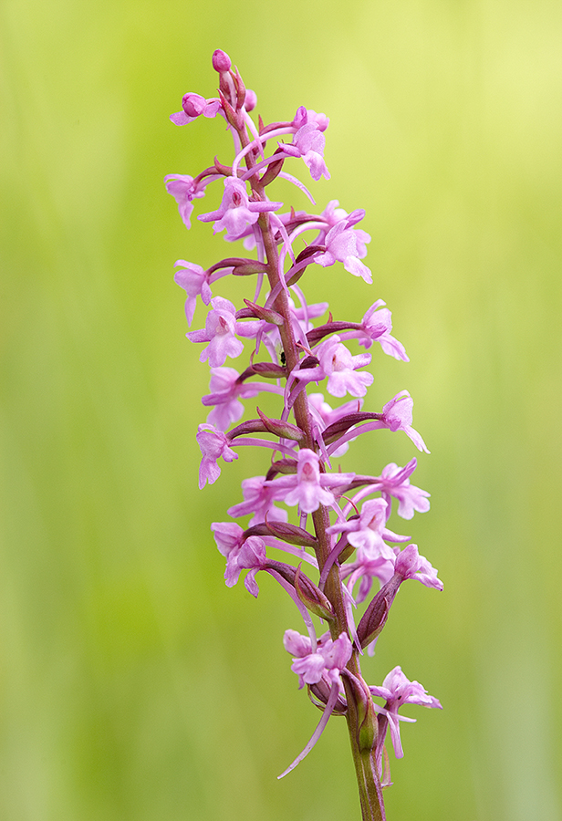 MÃ¼cken-HÃ¤ndelwurz (Gymnadenia conopsea)