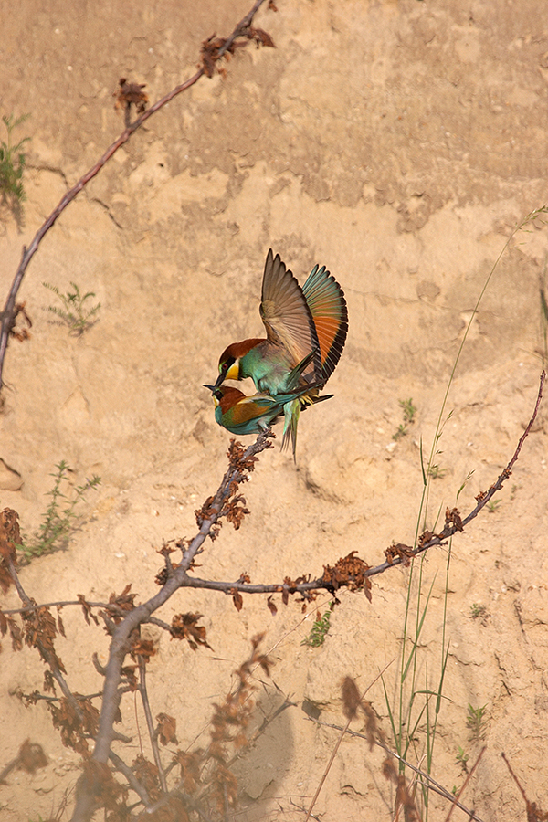 Bienenfresser (Merops apiaster)