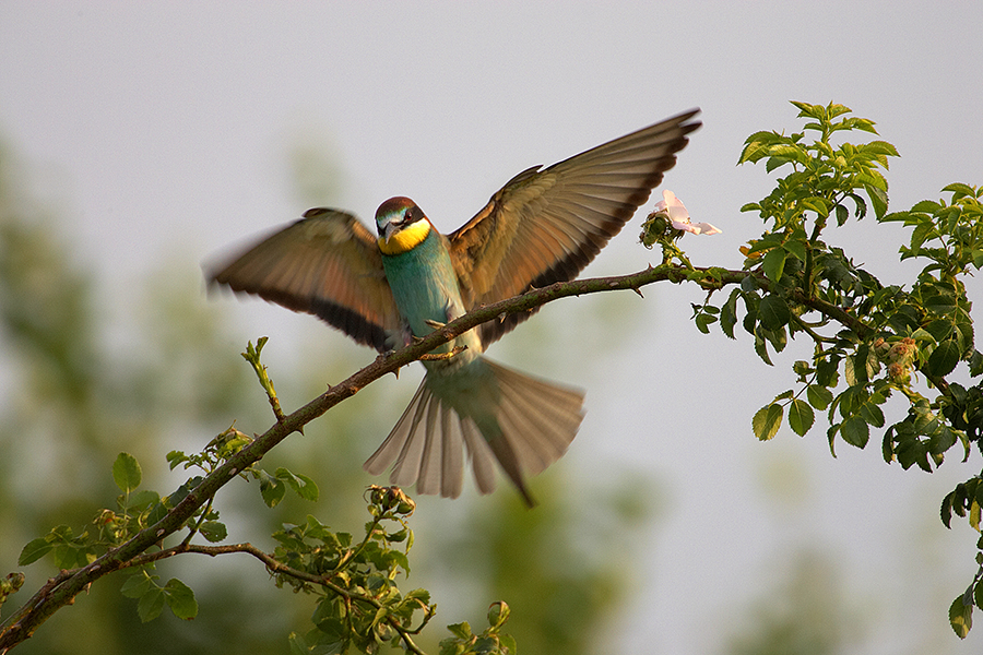 Bienenfresser (Merops apiaster)