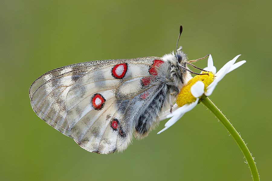 Roter Apollofalter (Parnassius apollo) 