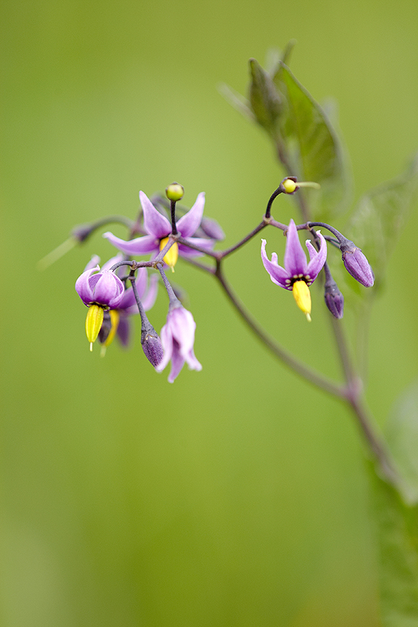 BittersÃ¼ÃŸer Nachtschatten (Solanum dulcamara)