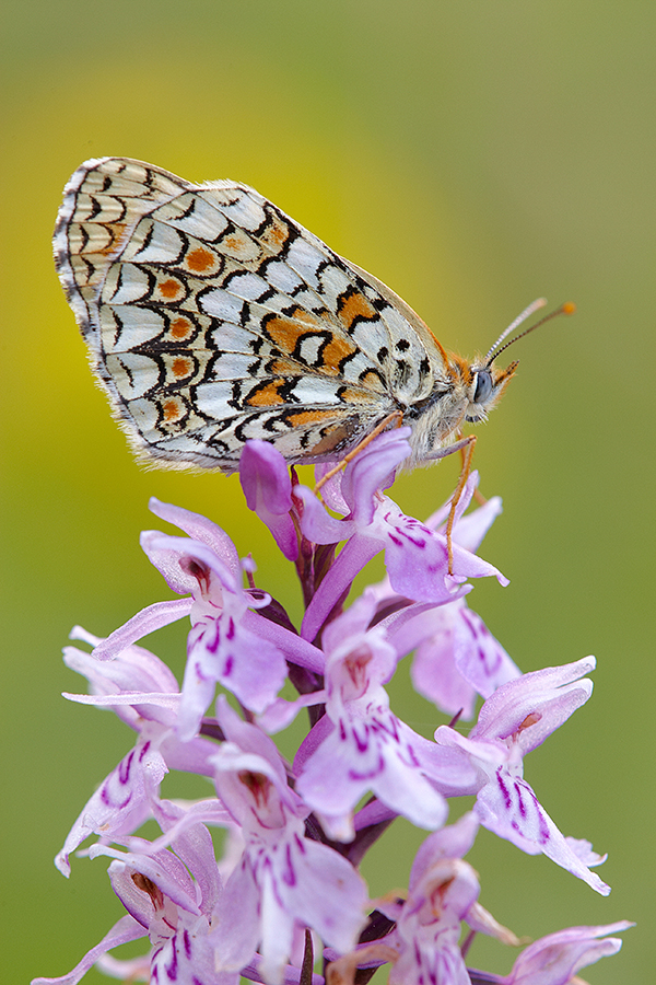 Flockenblumen-Scheckenfalter (Melitaea phoebe)