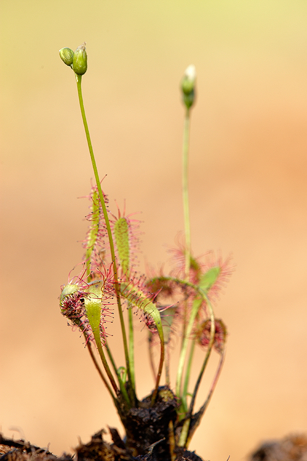  LangblÃ¤ttriger Sonnentau (Drosera anglica)