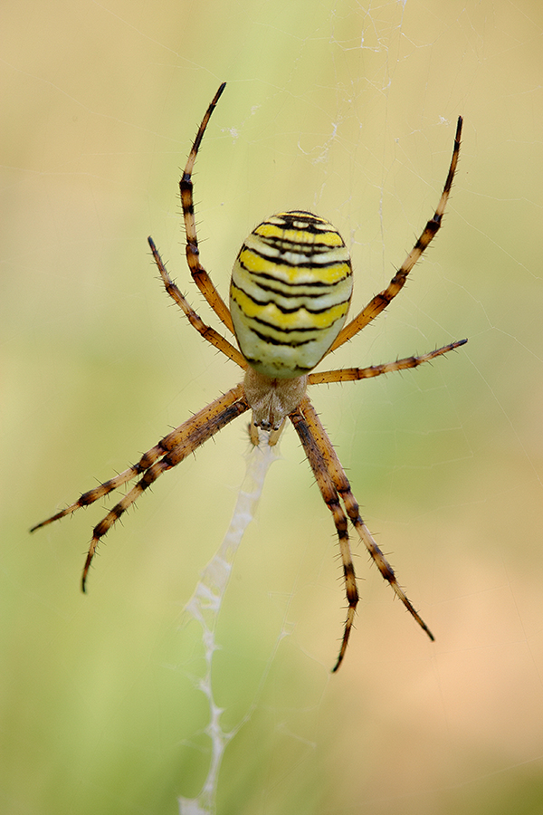 Wespenspinne (Argiope bruennichi)