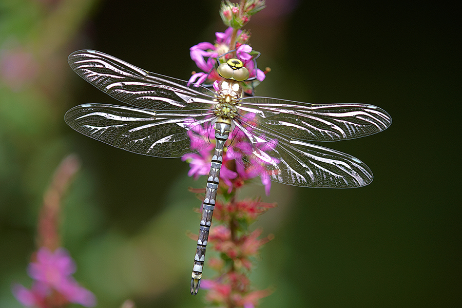 BlaugrÃ¼ne Mosaikjungfer (Aeshna cyanea)