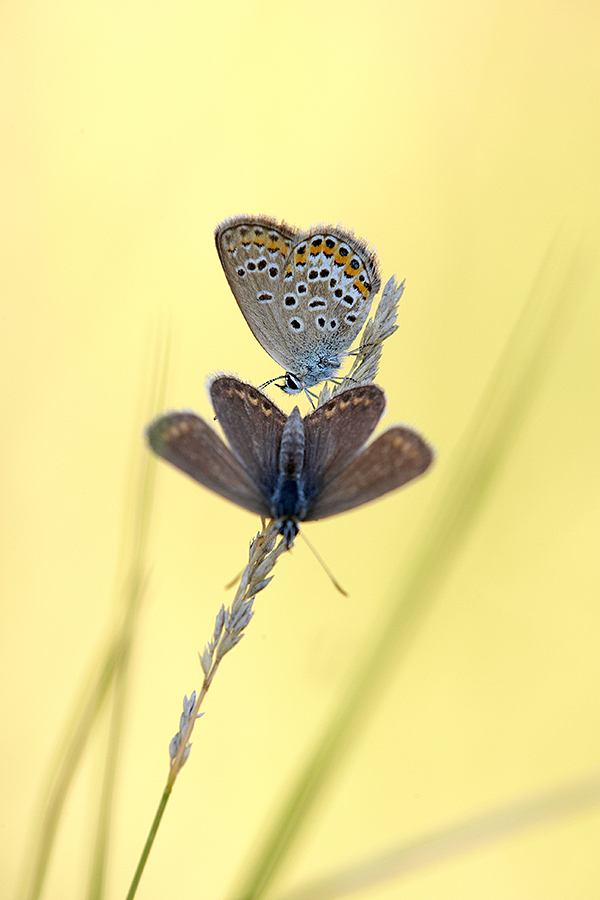 GeiÃŸklee-BlÃ¤uling (Plebejus argus)