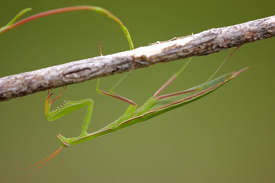 EuropÃ¤ische Gottesanbeterin (Mantis religiosa)