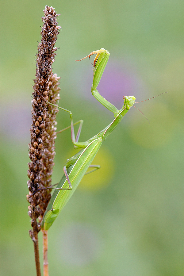 EuropÃ¤ische Gottesanbeterin (Mantis religiosa)