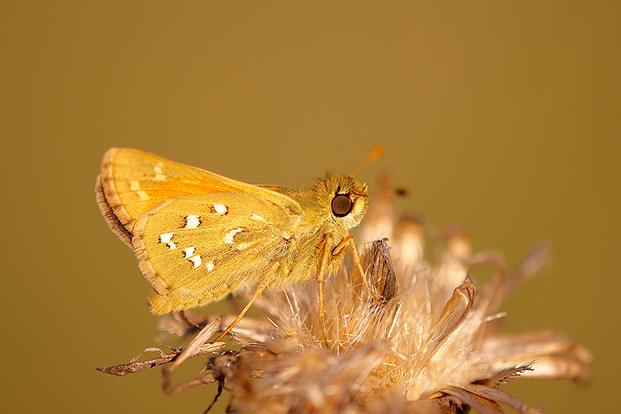 Komma-Dickkopffalter (Hesperia comma)