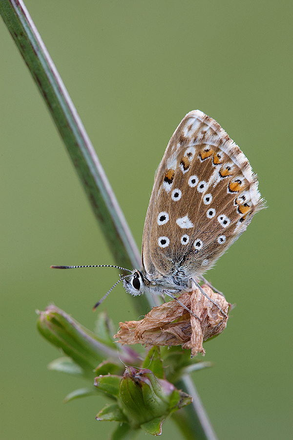 SilbergrÃ¼ner BlÃ¤uling (Polyommatus coridon)