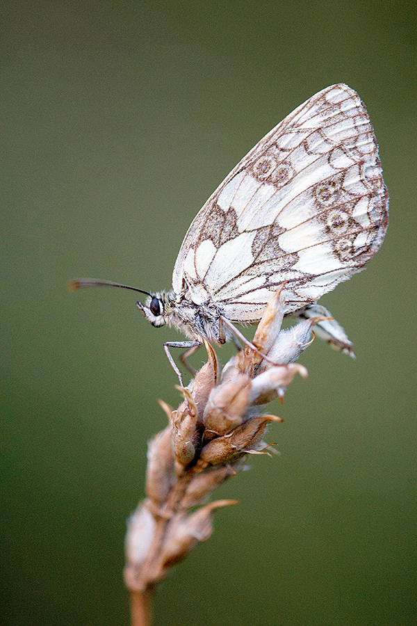 Schachbrett (Melanargia galathea) 