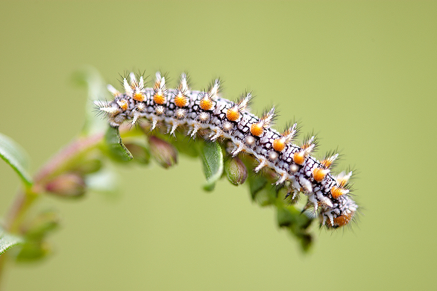 Raupe des Roten Scheckenfalter (Melitaea didyma)