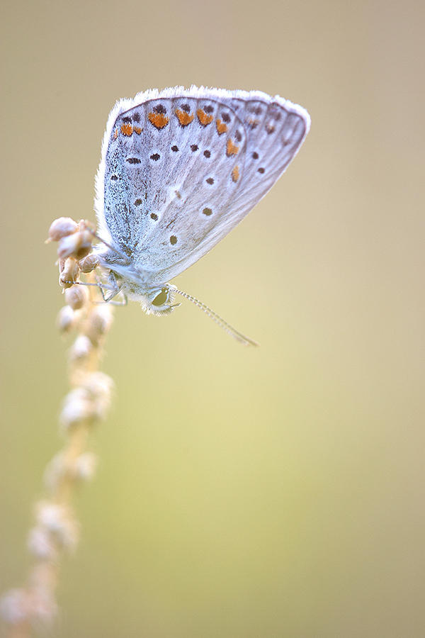 Kronwicken-BlÃ¤uling (Plebejus argyrognomon)