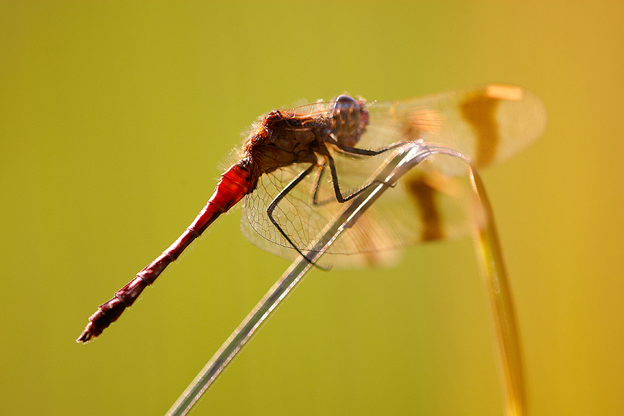 GebÃ¤nderte Heidelibelle (Sympetrum pedemontanum)