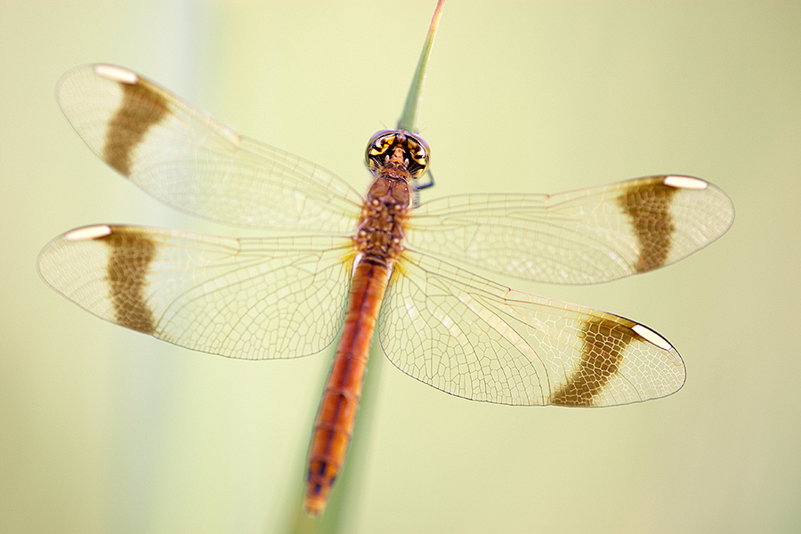 GebÃ¤nderte Heidelibelle (Sympetrum pedemontanum)