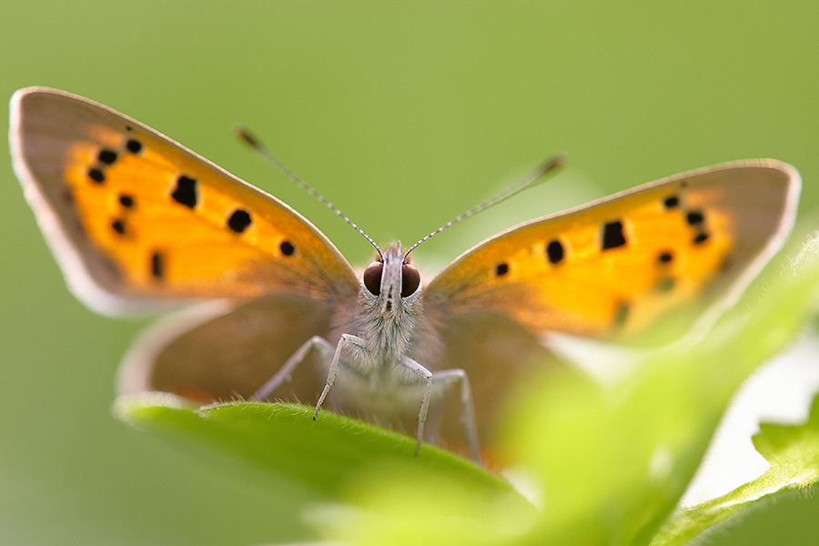 Kleiner Feuerfalter (Lycaena phlaeas)