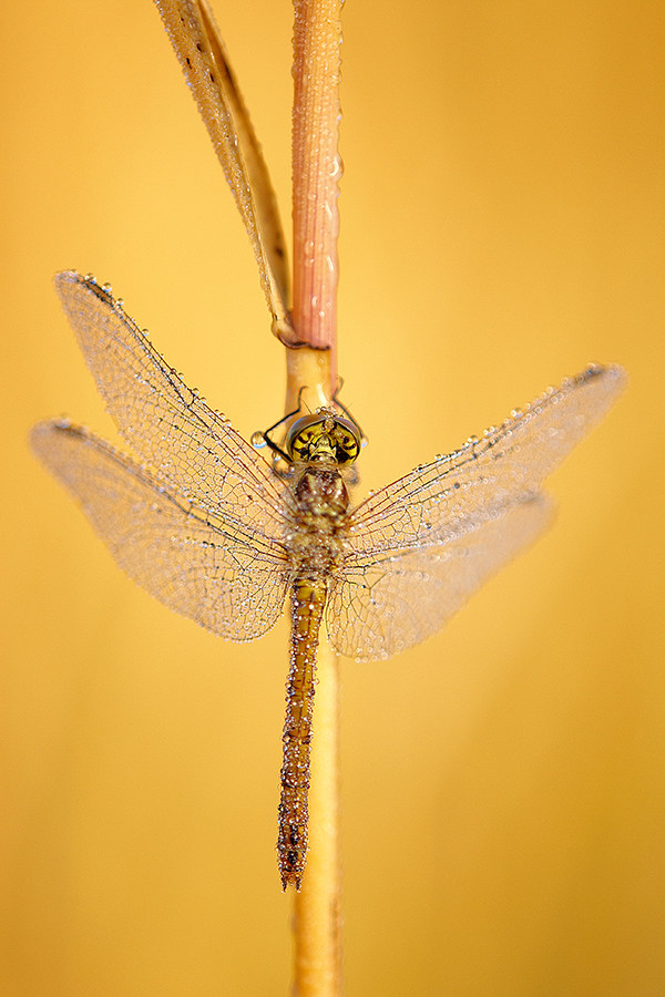 Gemeine Heidelibelle (Sympetrum vulgatum)