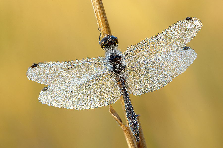 Schwarze Heidelibelle (Sympetrum danae)