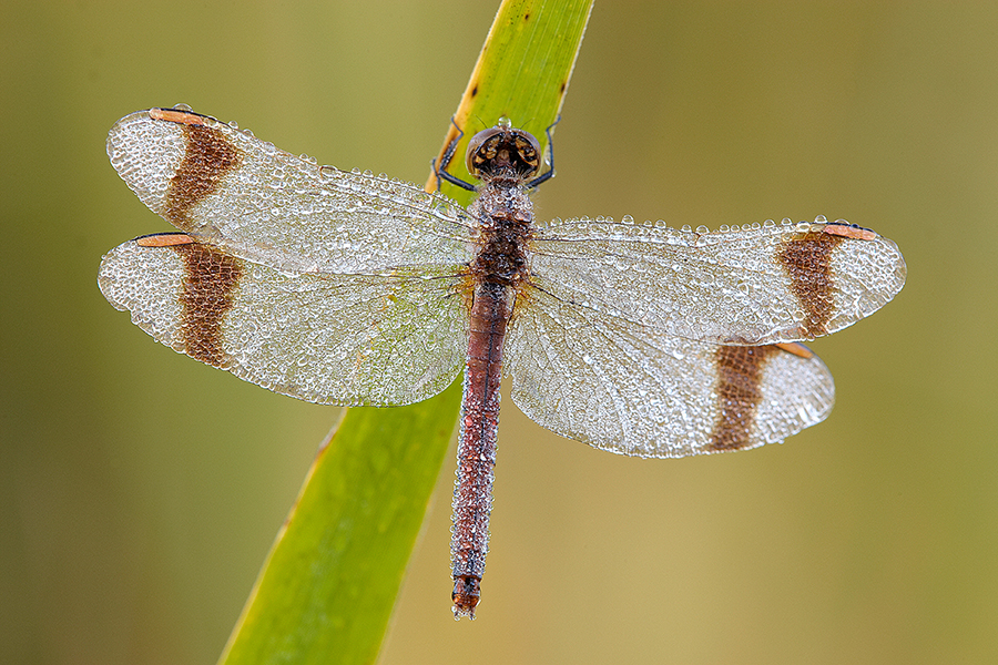 GebÃ¤nderte Heidelibelle (Sympetrum pedemontanum)