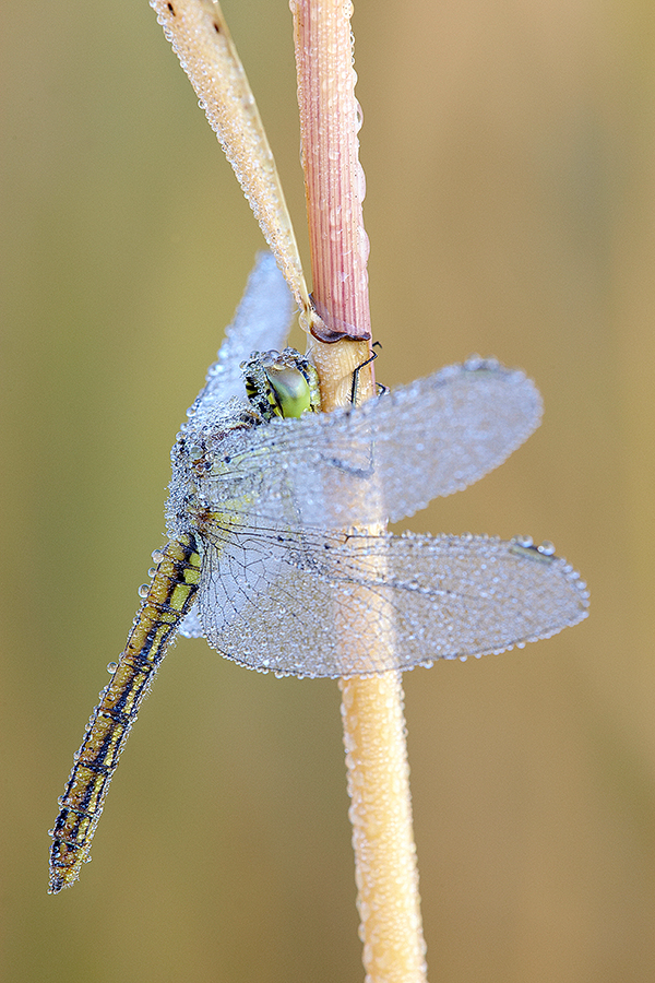 Schwarze Heidelibelle (Sympetrum danae)