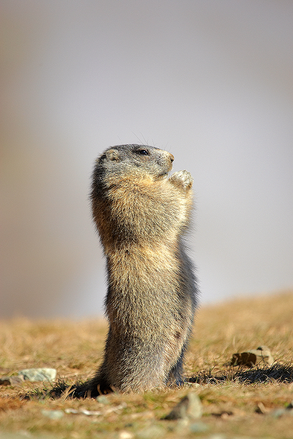 Murmeltier (Marmota)