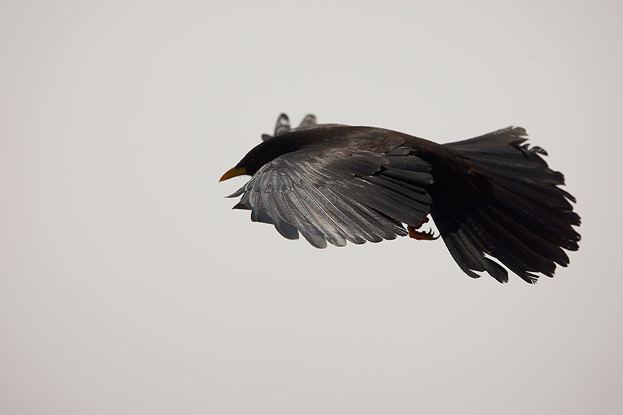 Alpendohle (Pyrrhocorax graculus)