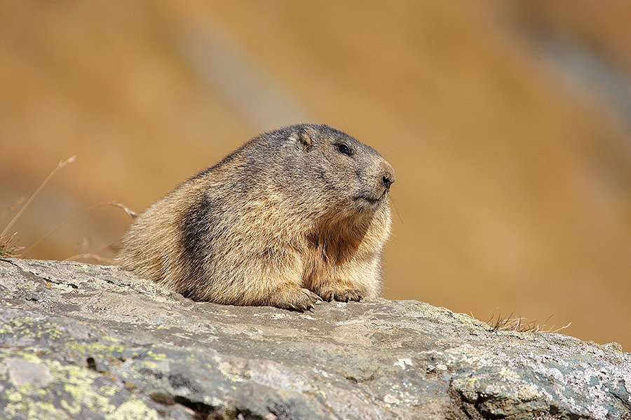 Murmeltier (Marmota)