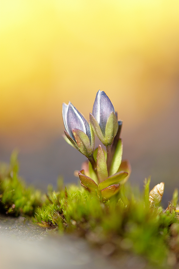 Deutscher Fransenenzian (Gentianella germanica)