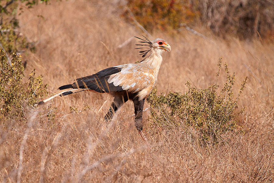 SekretÃ¤r (Sagittarius serpentarius)