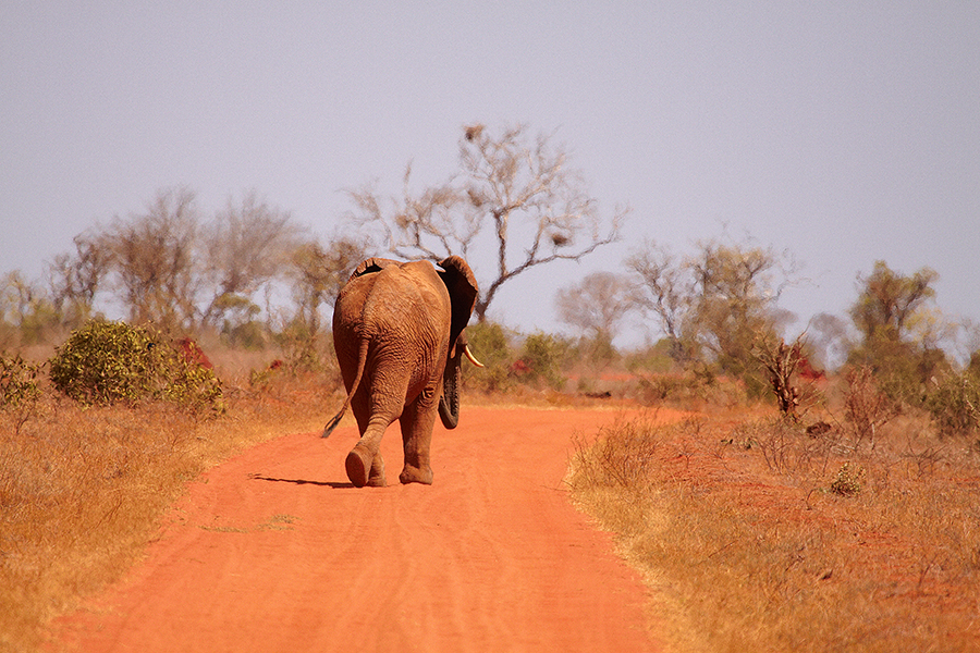 Afrikanischer Elefant (Loxodonta africana)