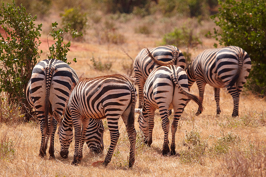 Steppenzebra (Equus quagga)