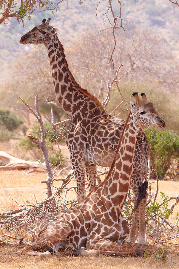 Giraffe (Giraffa camelopardalis)