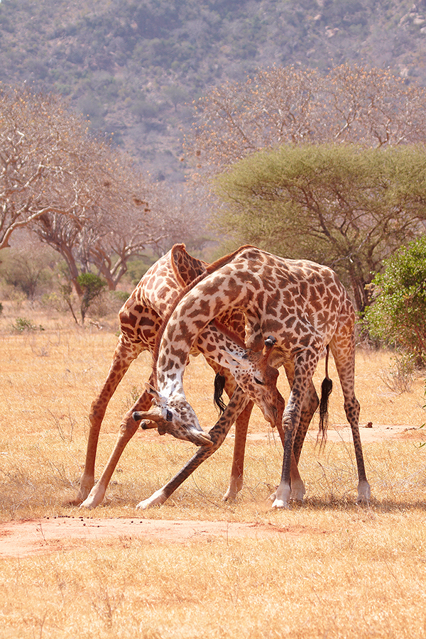 Giraffe (Giraffa camelopardalis)