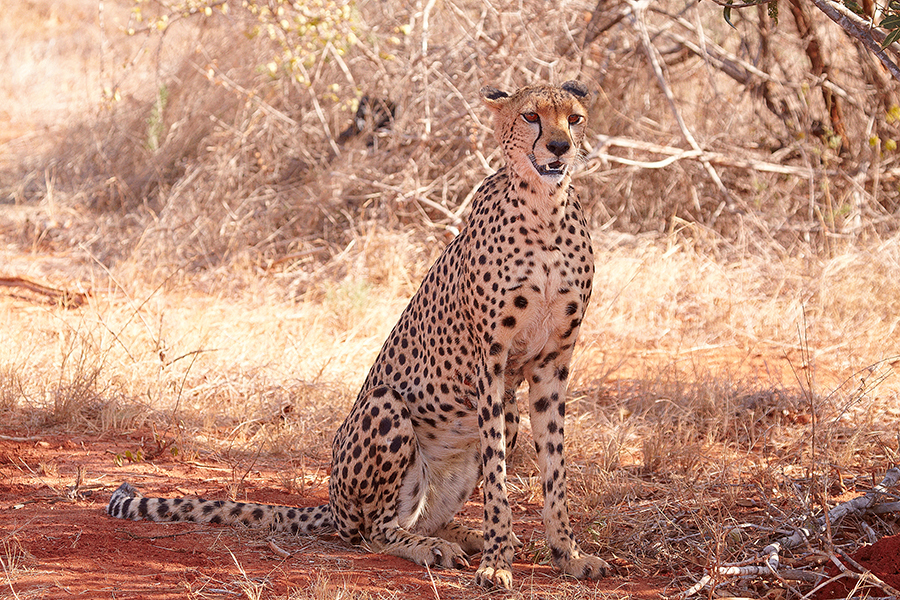 Gepard (Acinonyx jubatus)
