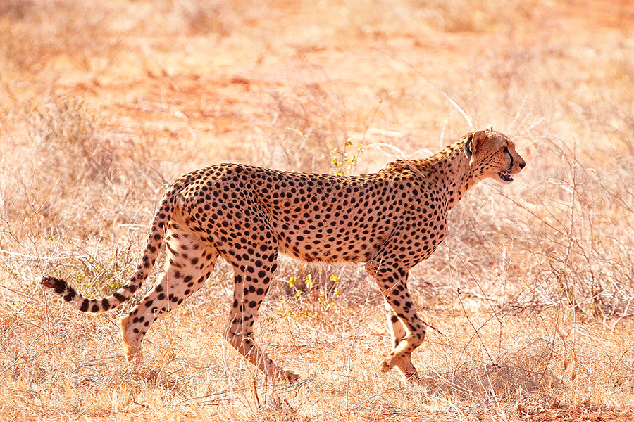 Gepard (Acinonyx jubatus)