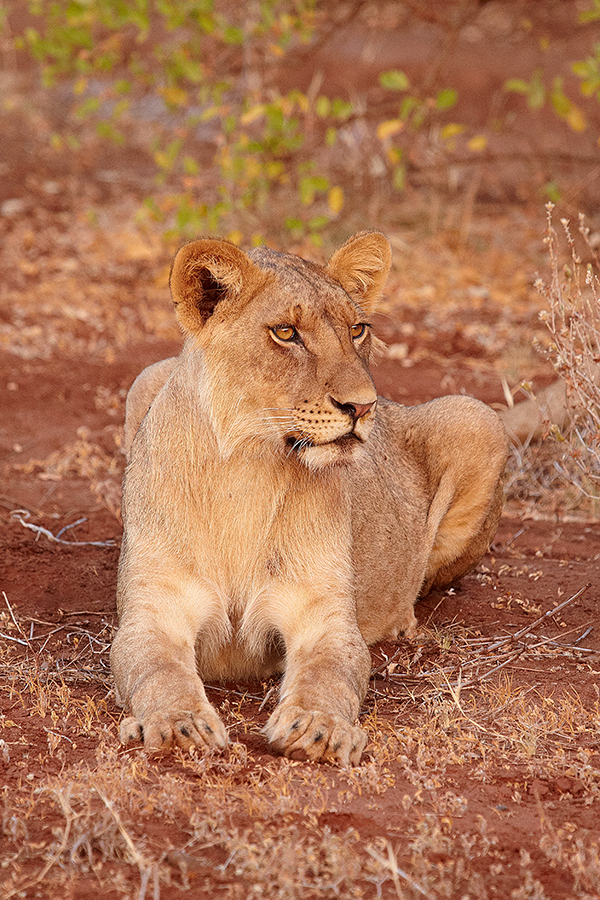 LÃ¶we (Panthera leo)