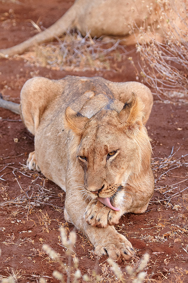 LÃ¶we (Panthera leo)