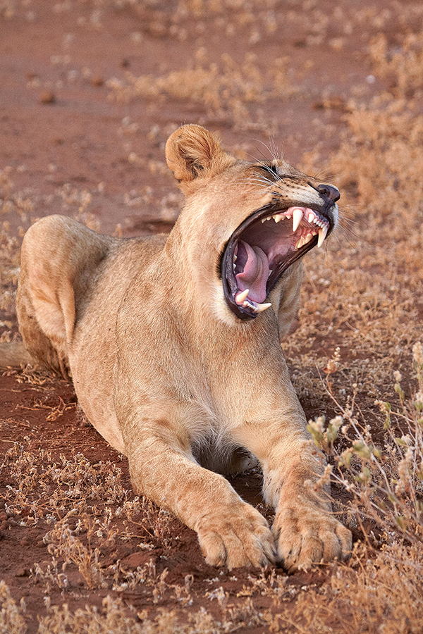 LÃ¶we (Panthera leo)