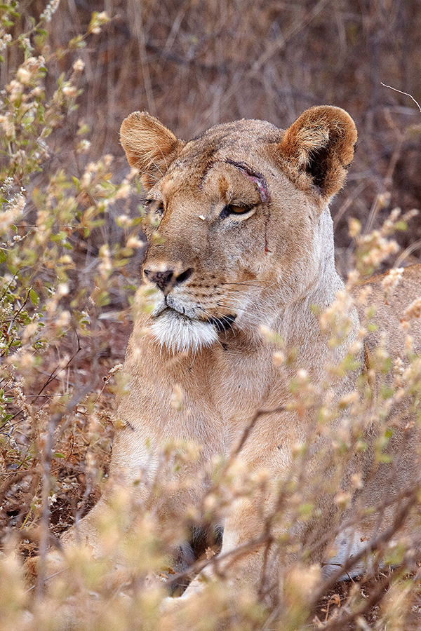 LÃ¶we (Panthera leo)