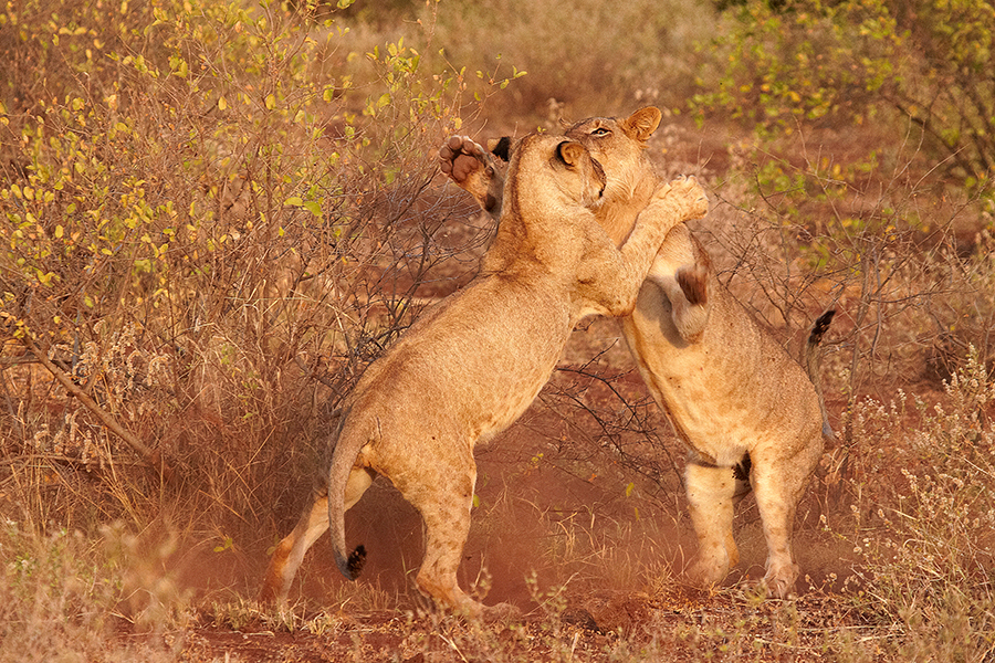 LÃ¶we (Panthera leo)