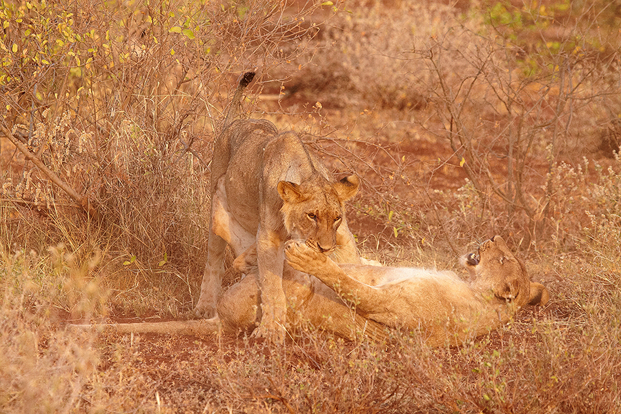 LÃ¶we (Panthera leo)