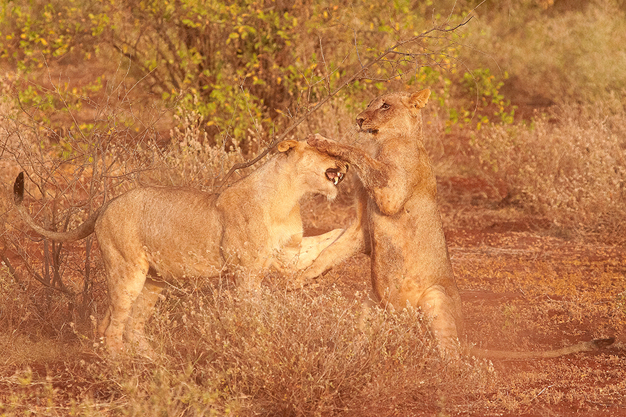 LÃ¶we (Panthera leo)