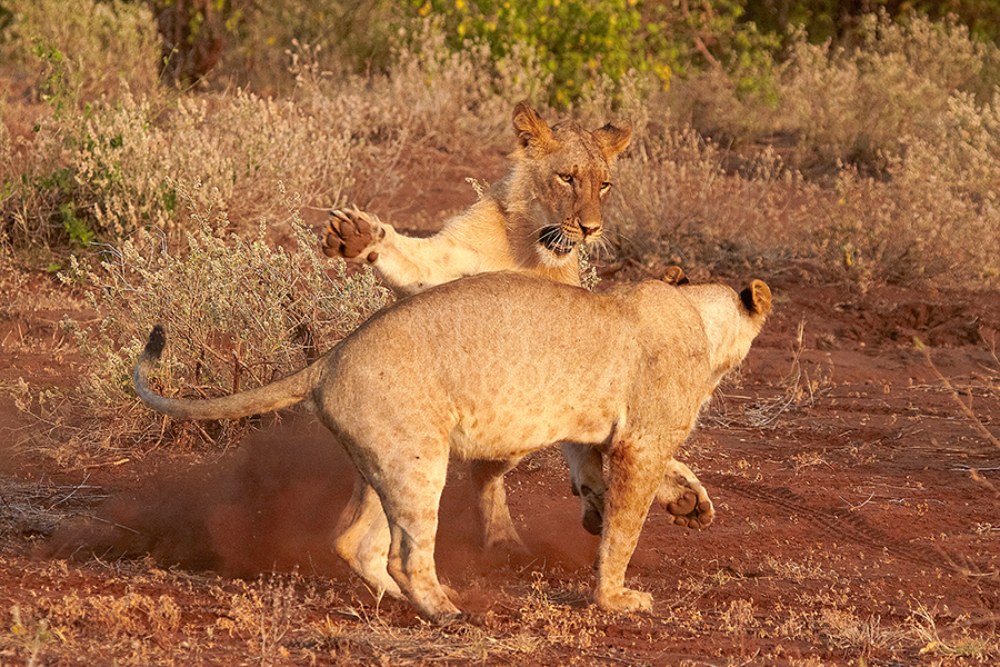 LÃ¶we (Panthera leo)