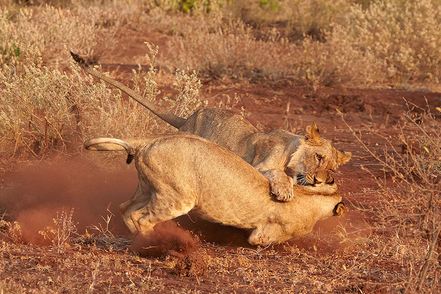 LÃ¶we (Panthera leo)