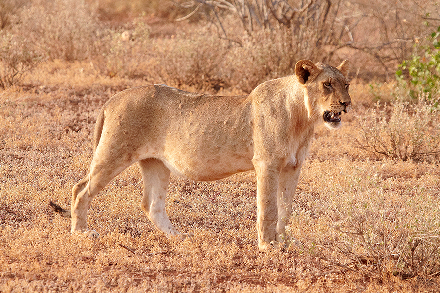 LÃ¶we (Panthera leo)