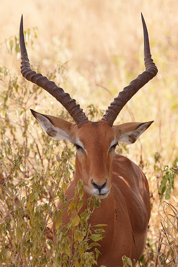 Impala (Aepyceros melampus)