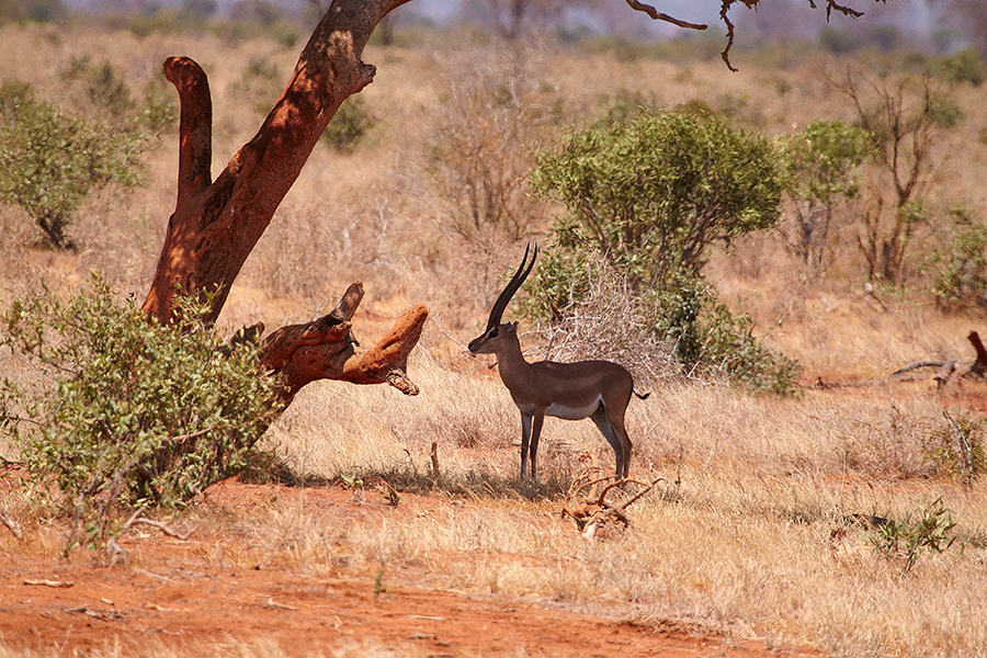 Grant-Gazelle (Nanger granti, frÃ¼her Gazella granti)